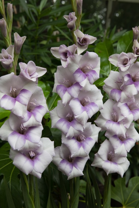 Gladiolus 'Condor Pasa'